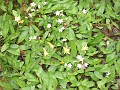 Mackinaw Island Area May 2008 1216